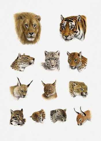 Wild animal, safari lithograph, The | Free Photo Illustration - rawpixel