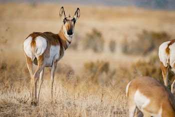 Wild Animals on Grass Field