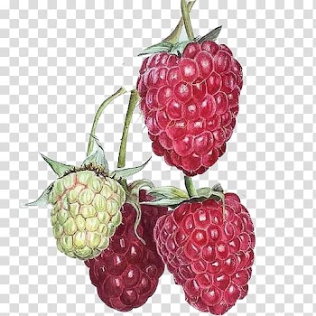 Wild berry art, Watercolor painting Drawing Art Illustration, Blueberries hand painting material transparent background PNG clipart
