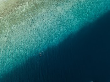 Wild Blues 🌊