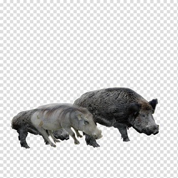 Wild boar Euclidean , Black boar transparent background PNG clipart