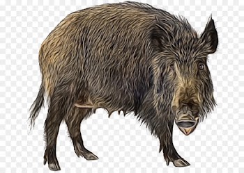 Wild Boar, Peccary, Cattle, Vertebrate, Mammal PNG