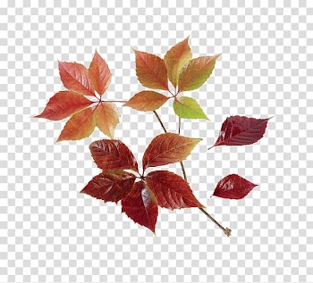 Wild boar Petal Train Leaf Autumn, train transparent background PNG clipart