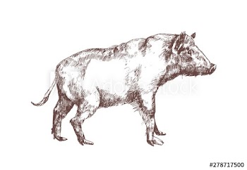 Wild boar, swine or pig hand drawn with contour lines on white background