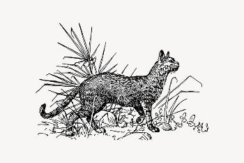 Wild cat drawing, vintage animal | Free Vector Illustration - rawpixel