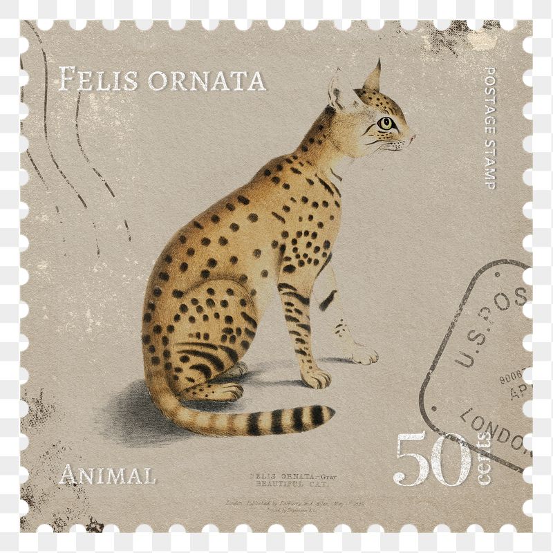 Wild cat png post stamp, | Free PNG - rawpixel