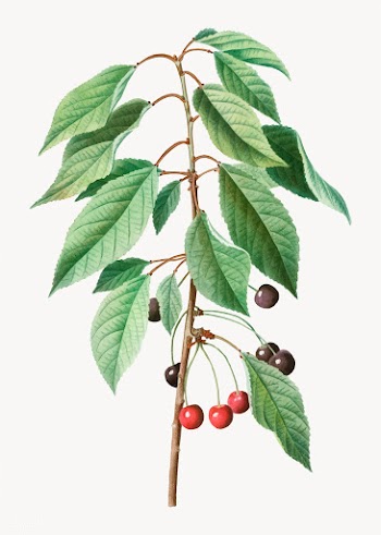 Wild cherries | Free stock vector - 568881