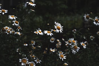 Wild Daisies In Field