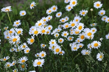wild daisies.jpg