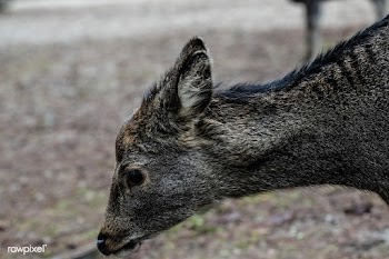 Wild deer | Free public domain photo - 600064