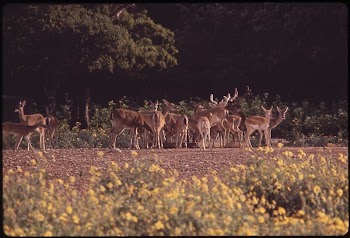 Wild Deer in Garner State | Free Photo - rawpixel