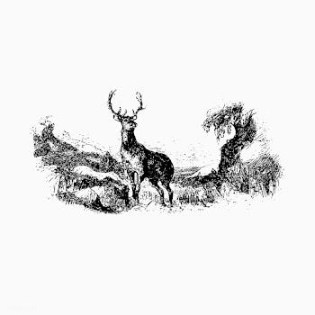 Wild deer vintage drawing | Free stock vector - 572370