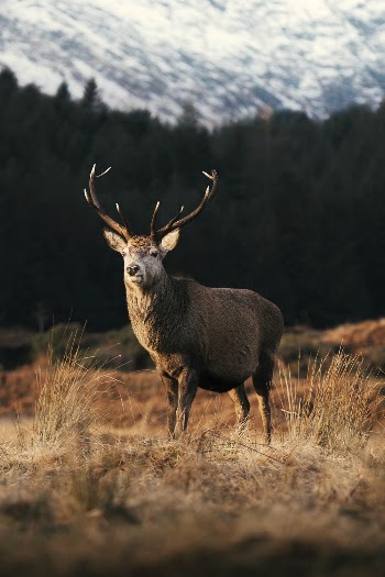 Wild deer with beautiful large | Free Photo - rawpixel