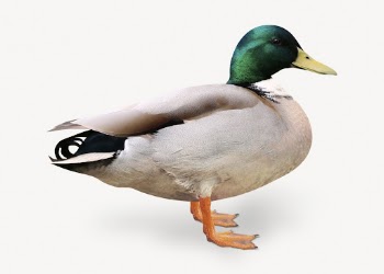 Wild duck isolated on white, | Free PSD - rawpixel