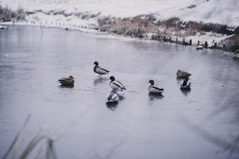 Wild ducks at a frozen pond