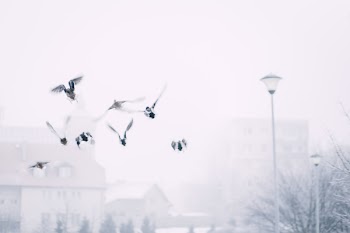Wild ducks flying