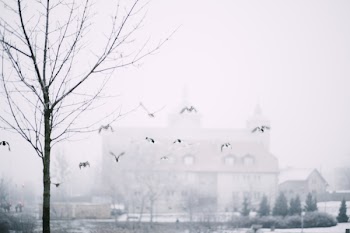 Wild ducks flying 2