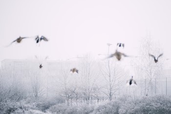 Wild ducks flying 3