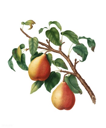 Wild European Pear from Pomona Italiana (1817.. | Free stock vector - 487864