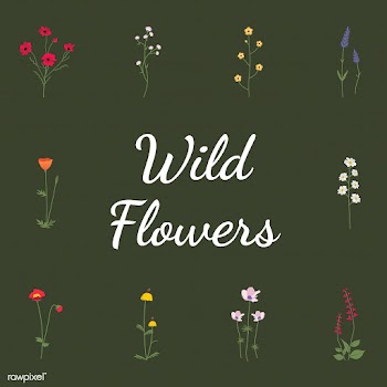 Wild flower vector | Free stock vector - 4284