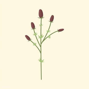Wild Flower Vector Illustration | Free stock vector - 4288