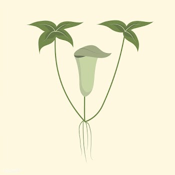 Wild Flower Vector Illustration | Free stock vector - 4310