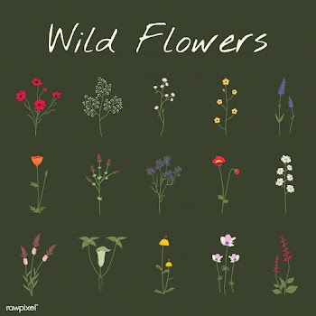Wild flower vectors | Free stock vector - 4292