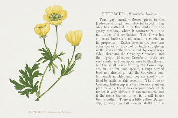 Wild flowers (1852-53) print in high | Free Photo Illustration - rawpixel