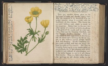 Wild flowers (1852-53) print in high | Free Photo - rawpixel