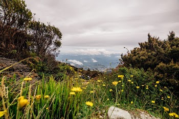 Wild Flowers In A Mountain