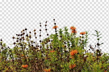 Wild Flowers  , orange flowers transparent background PNG clipart