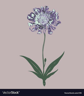Wild flowers vector image