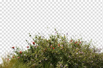 Wild Flowers With Grass  , red petaled flowers under blue sky transparent background PNG clipart