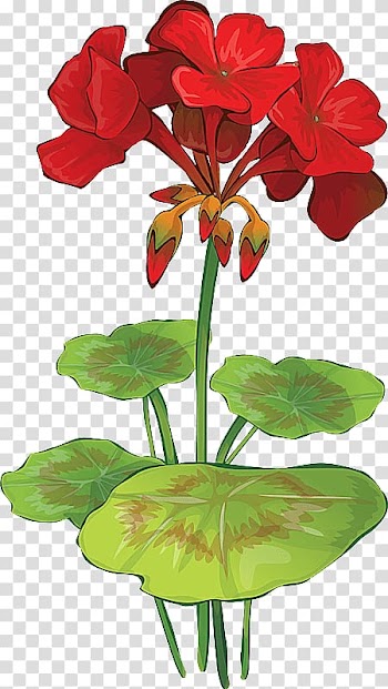 Wild geranium Drawing Watercolor painting , pink lotus in full bloom transparent background PNG clipart