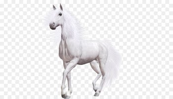 Wild horse Pony - White Horse 