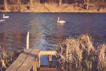 Wild Life Photography of Two White Birds Near Body of Water