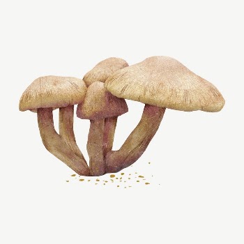 Wild mushroom, botanical collage element | Free PSD Illustration - rawpixel