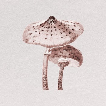 Wild mushroom clipart, vintage botanical | Free Photo - rawpixel