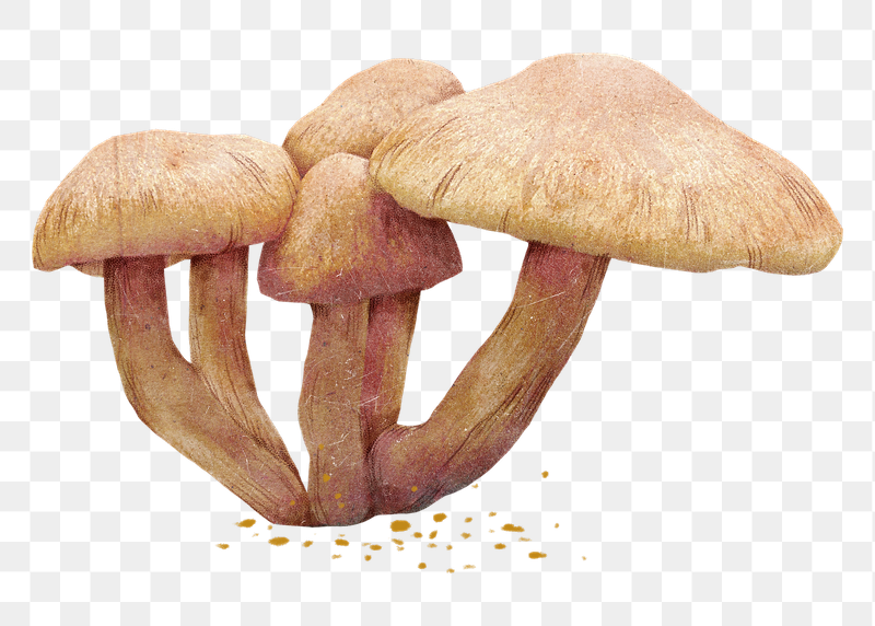 Wild mushroom png sticker, transparent | Free PNG Illustration - rawpixel
