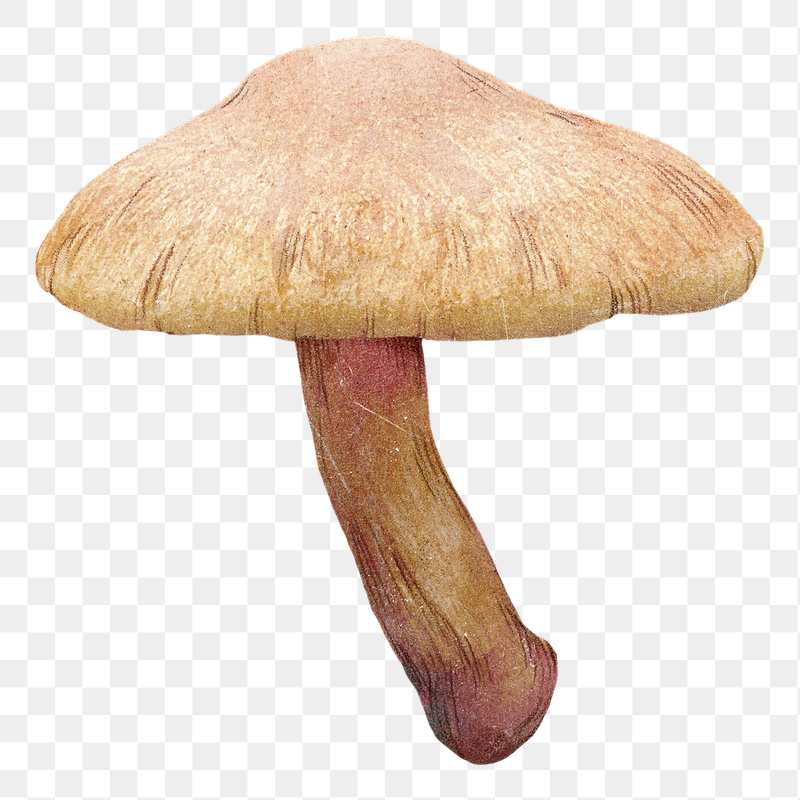 Wild mushroom png sticker, transparent | Free PNG Illustration - rawpixel