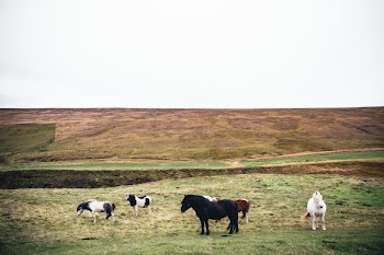 Wild Ponies Grazing