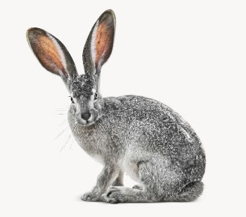 Wild rabbit animal image design | Free Photo - rawpixel