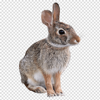 Wild Rabbit Animal PNG Image Transparent Background