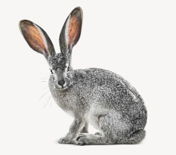 Wild rabbit collage element, isolated | Free PSD - rawpixel