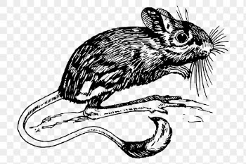 Wild rat png clipart, animal | Free PNG - rawpixel