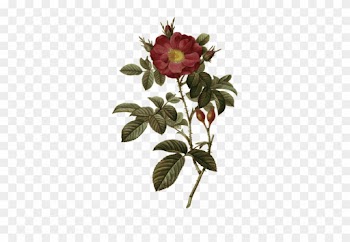 Wild Rose And Rosehips - Vintage Botanical Prints Wild Rose