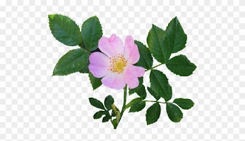 Wild Rose Clipart
