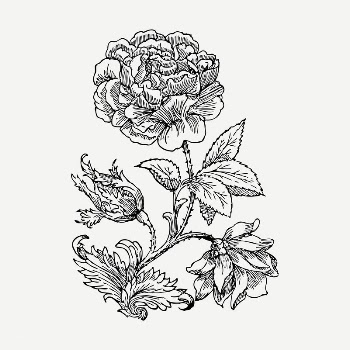 Wild rose drawing, illustration psd. | Free PSD - rawpixel