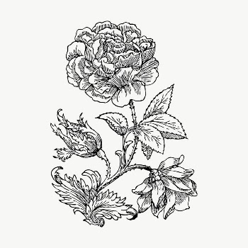 Wild rose drawing, illustration vector. | Free Vector - rawpixel