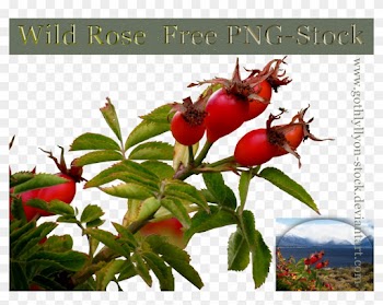Wild Rose Gothlyllyon Stock By Gothlyllyon Sotck - Rose